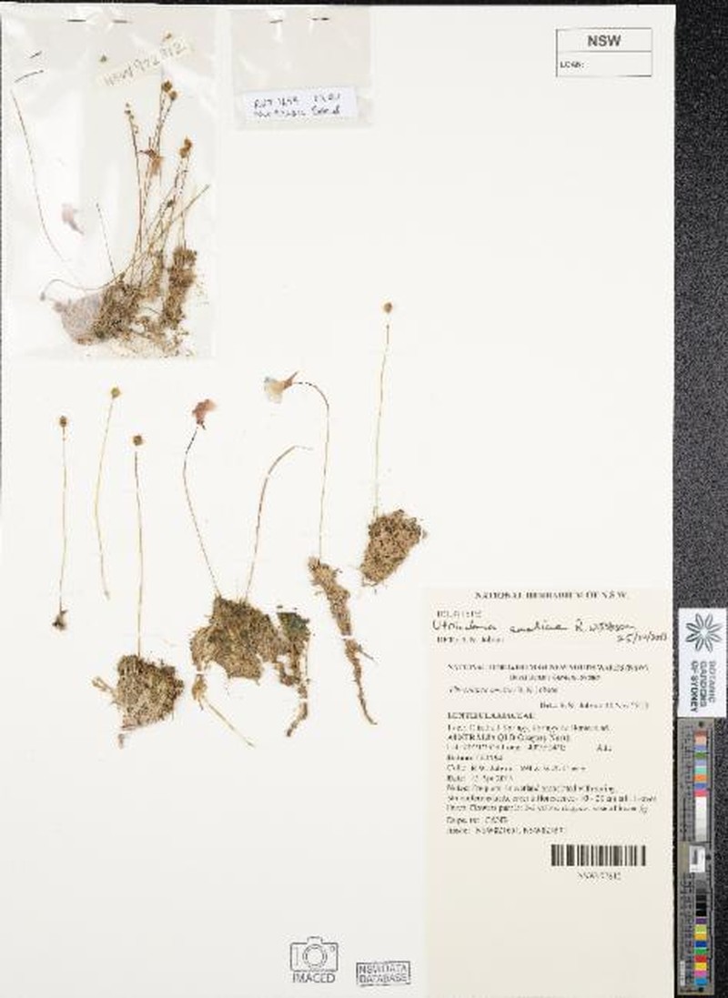 Utricularia ameliae photo 7