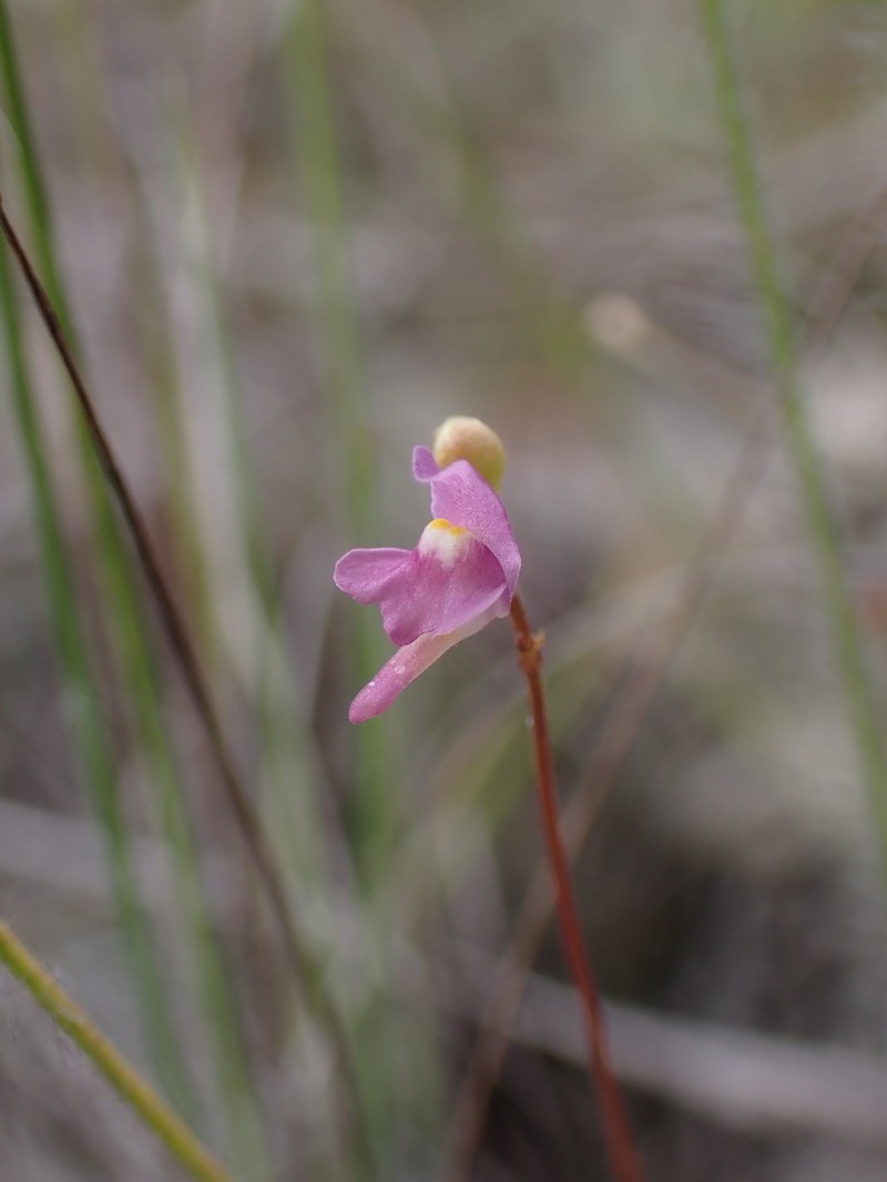 Florida Purple Bladderwort photo 3