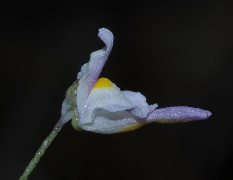 Florida Purple Bladderwort photo 4