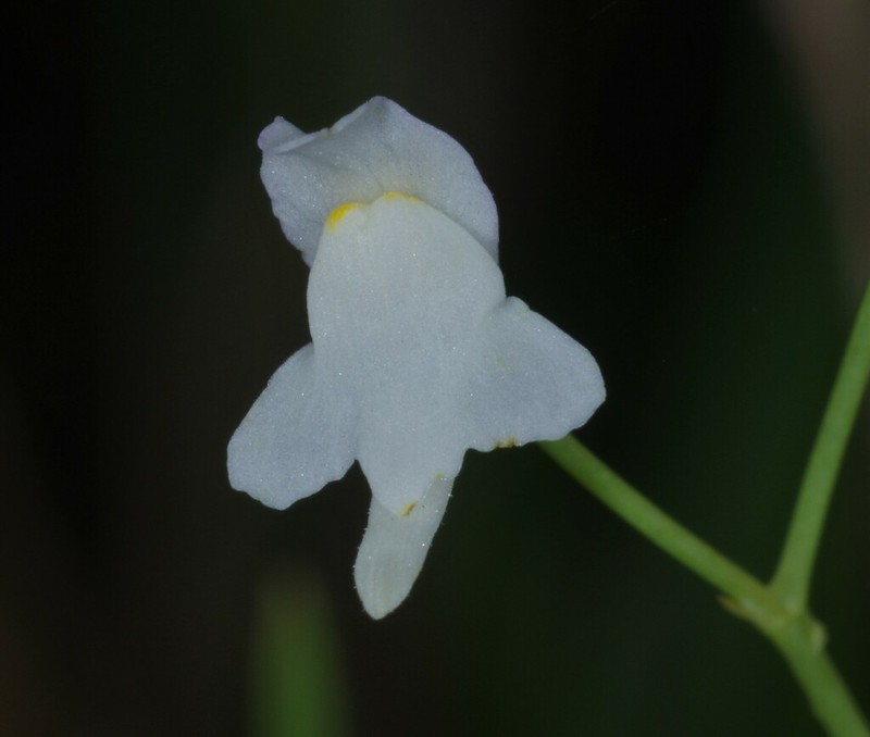Florida Purple Bladderwort photo 5