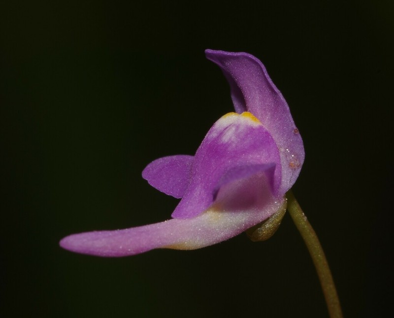 Florida Purple Bladderwort photo 6