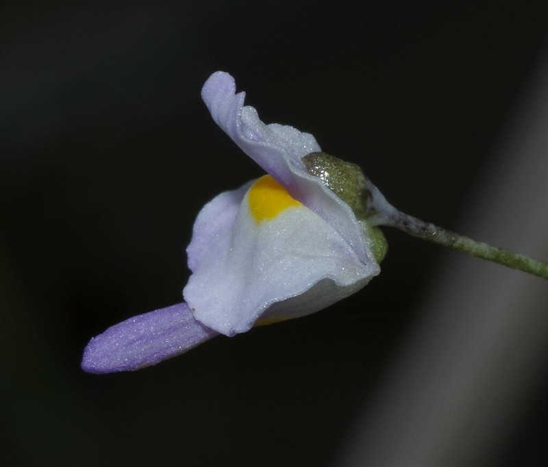 Florida Purple Bladderwort photo 7