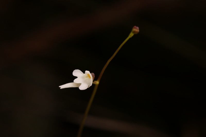 Florida Purple Bladderwort photo 8
