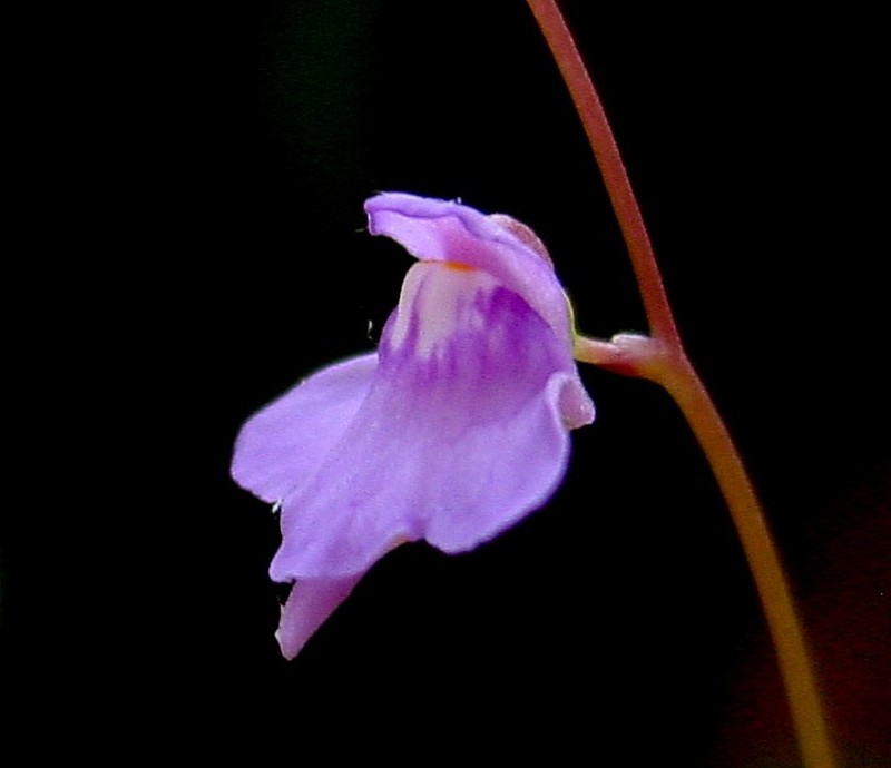 Florida Purple Bladderwort
