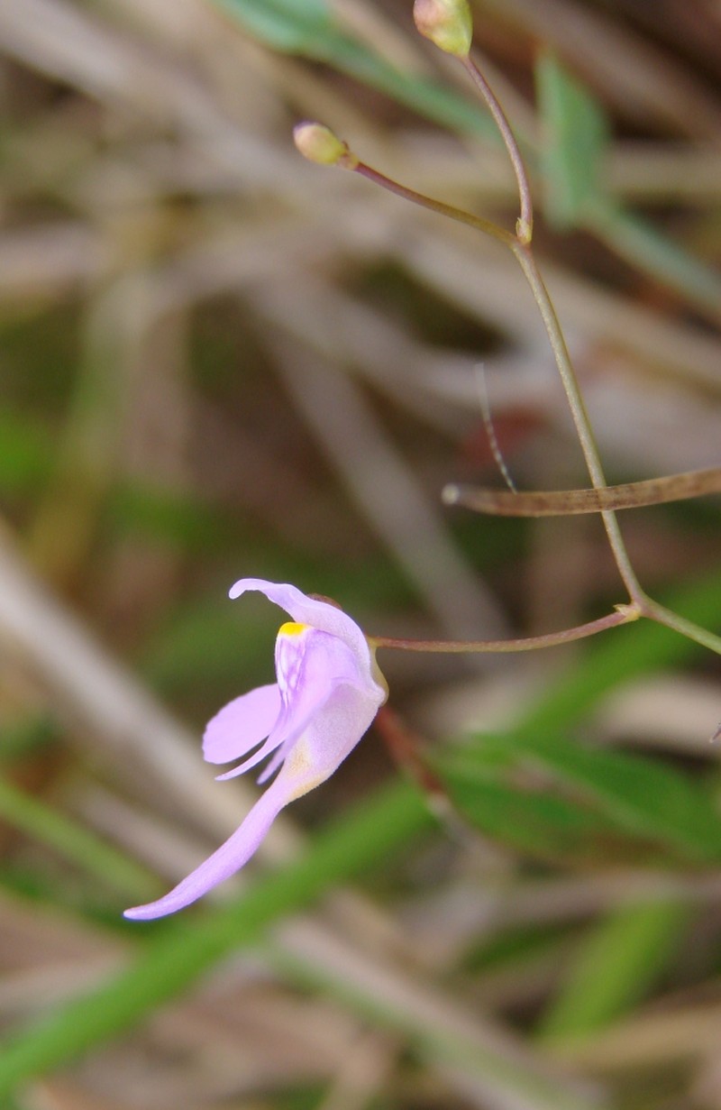 Florida Purple Bladderwort photo 2
