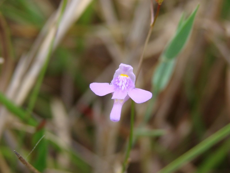 Florida Purple Bladderwort photo 3