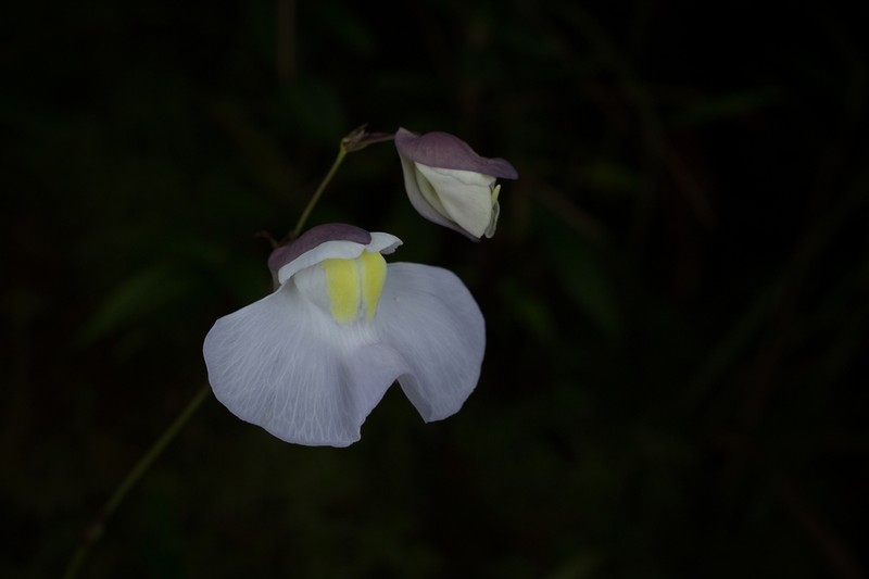Utricularia amotape-huancabambensis