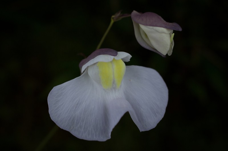 Utricularia amotape-huancabambensis photo 2