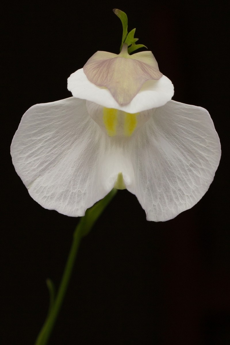 Utricularia amotape-huancabambensis photo 5