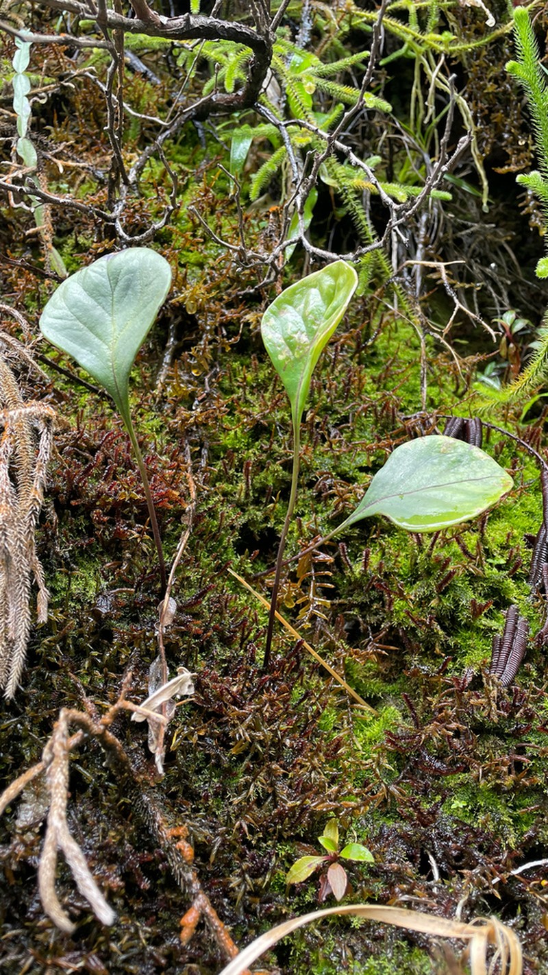 Utricularia amotape-huancabambensis photo 6