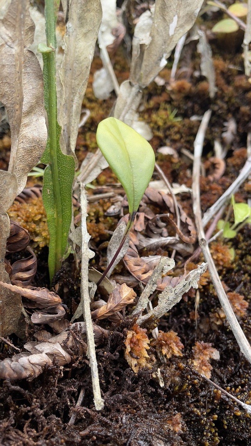Utricularia amotape-huancabambensis photo 7
