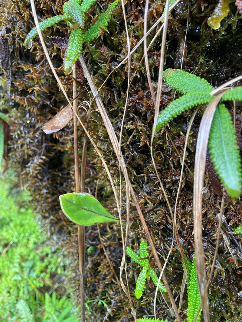 Utricularia amotape-huancabambensis photo 8
