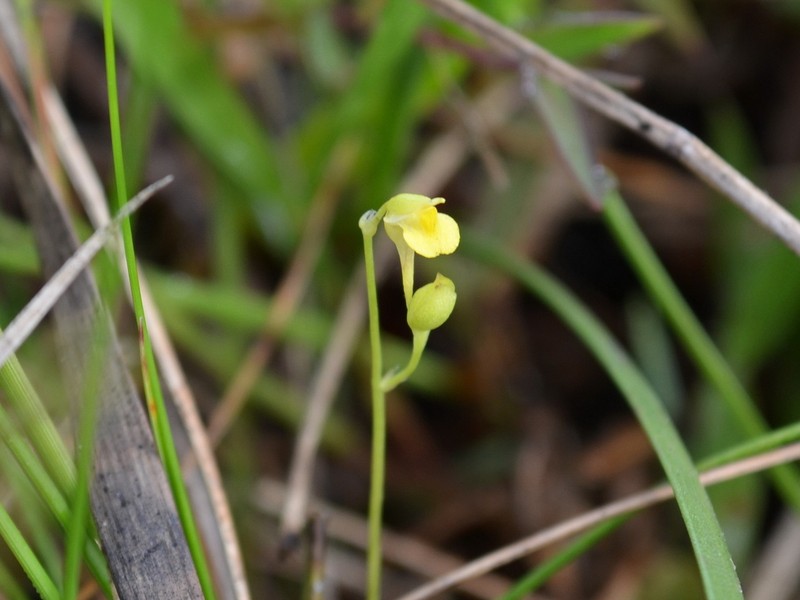 Utricularia andongensis