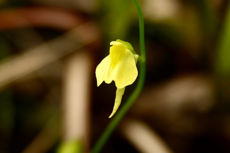 Utricularia andongensis photo 4
