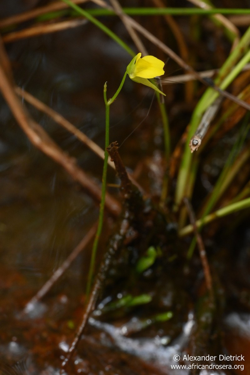 Utricularia andongensis photo 5