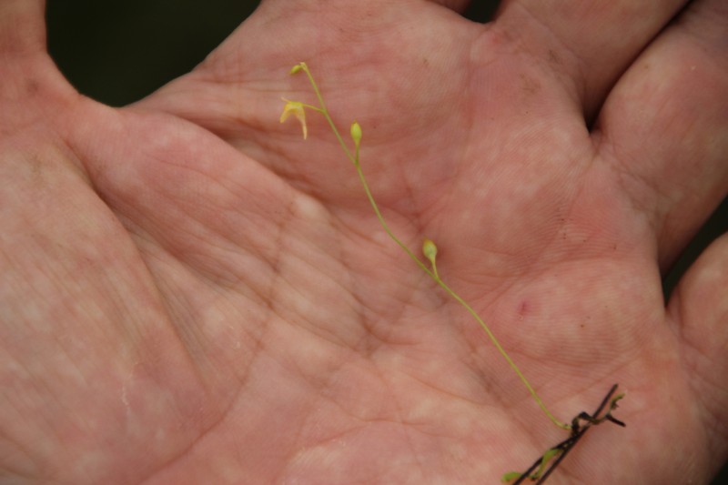 Utricularia andongensis photo 6