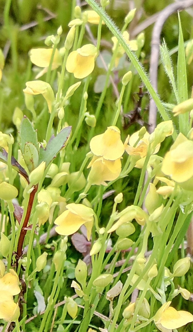 Utricularia andongensis photo 7