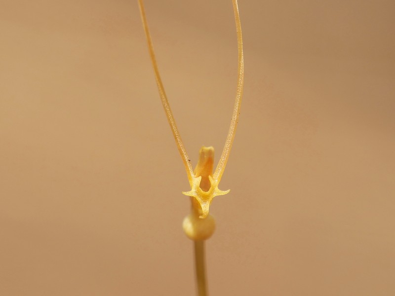Utricularia antennifera
