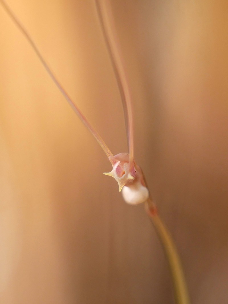 Utricularia antennifera photo 2