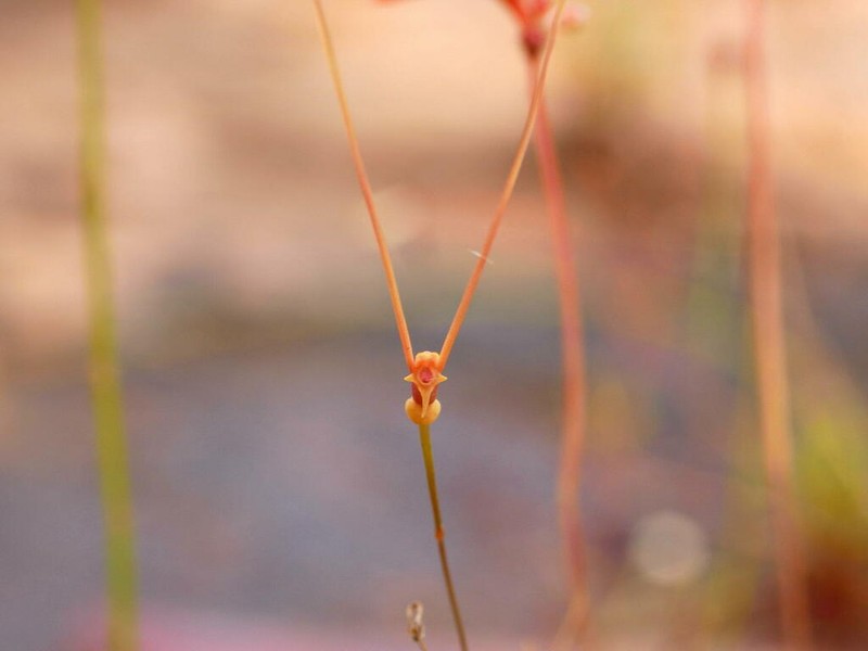 Utricularia antennifera photo 3