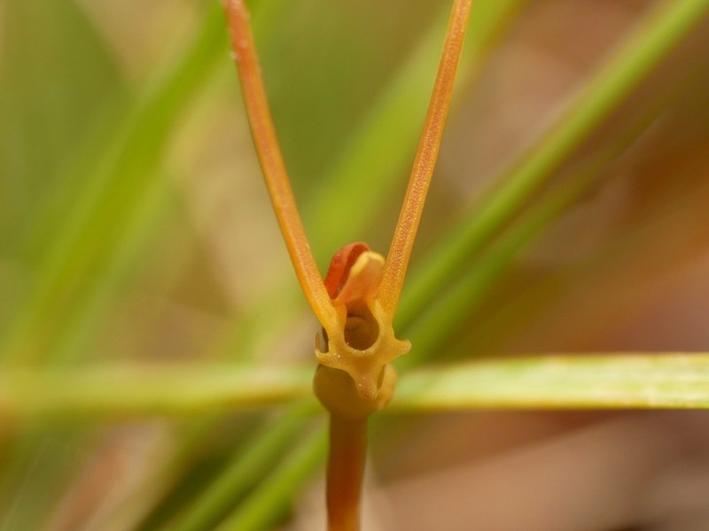Utricularia antennifera photo 4