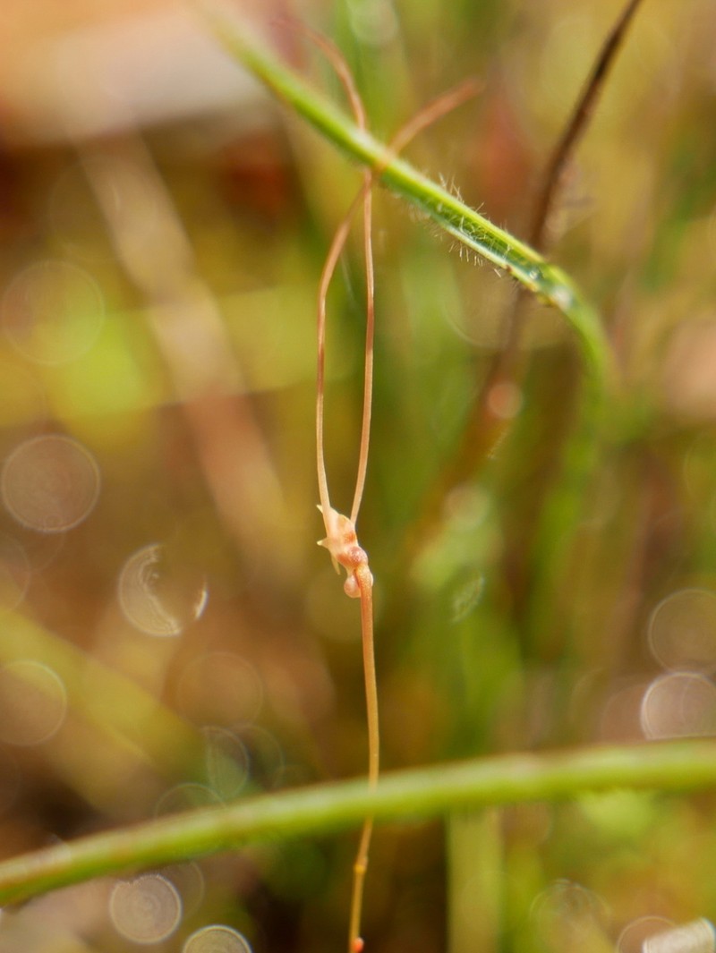 Utricularia antennifera photo 5