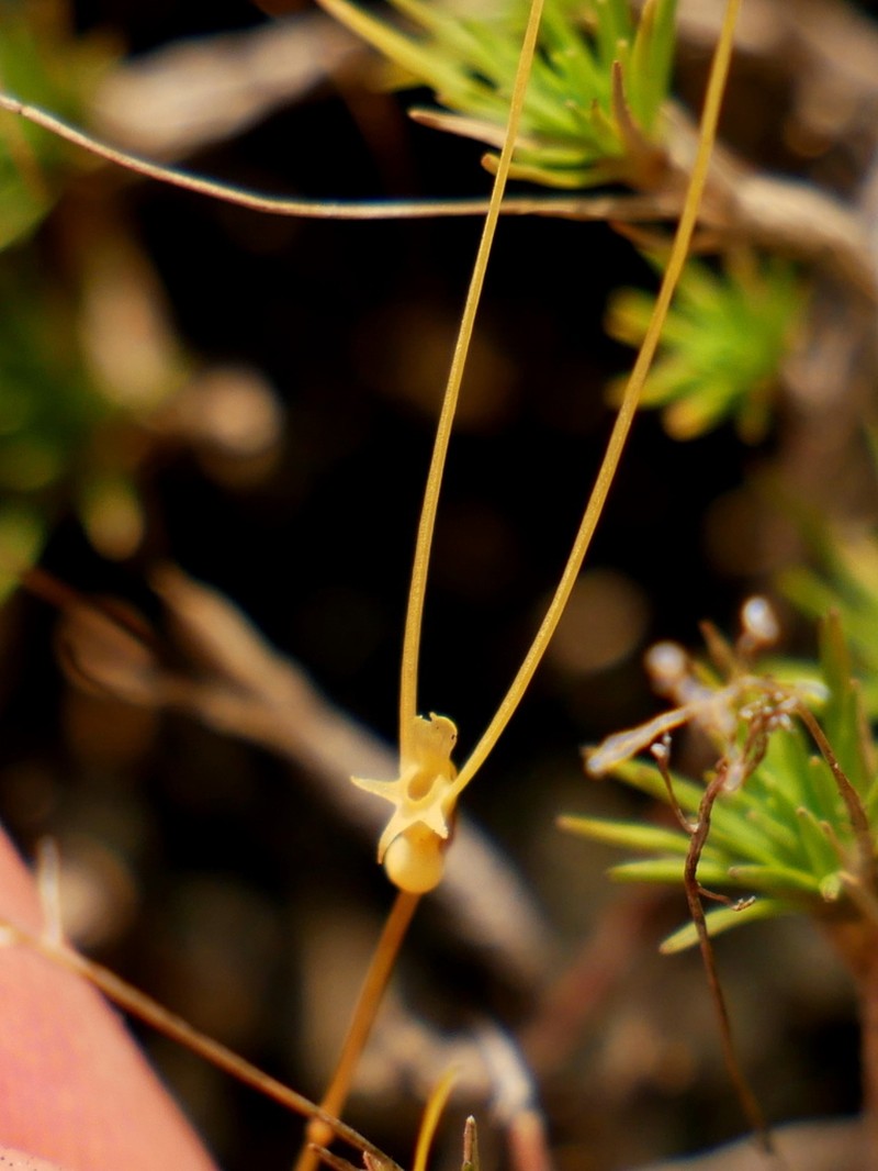 Utricularia antennifera photo 6