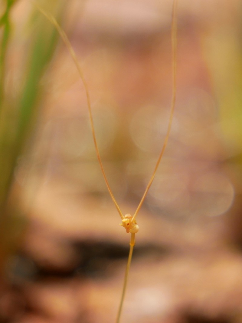 Utricularia antennifera photo 7