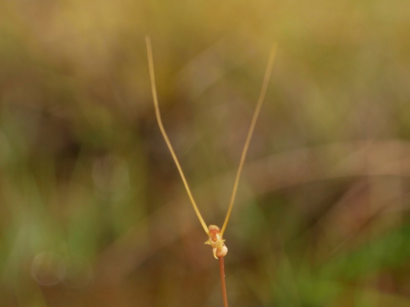 Utricularia antennifera photo 8