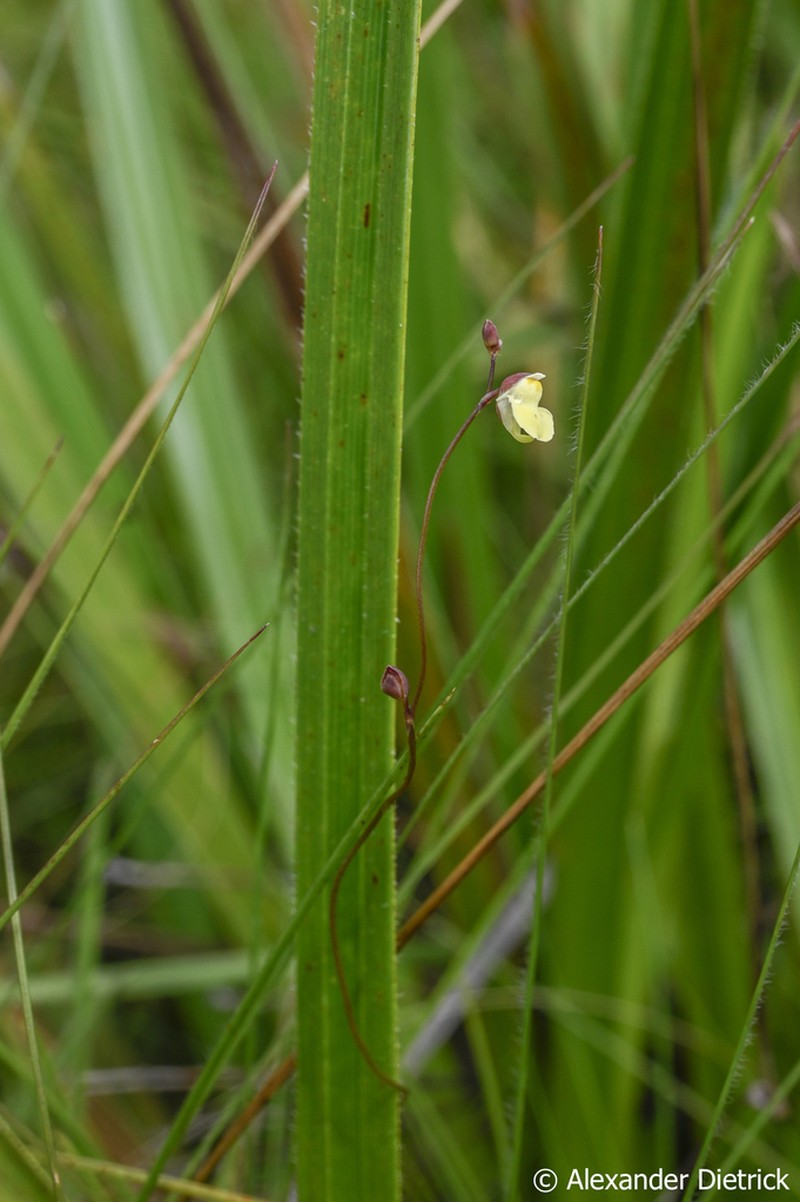 Utricularia appendiculata