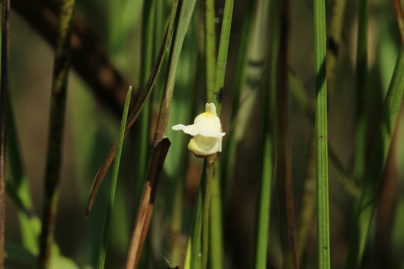 Utricularia appendiculata photo 2