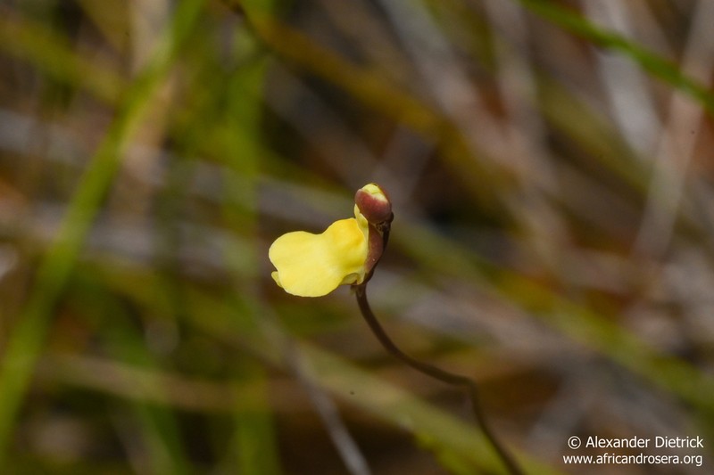 Utricularia appendiculata photo 3