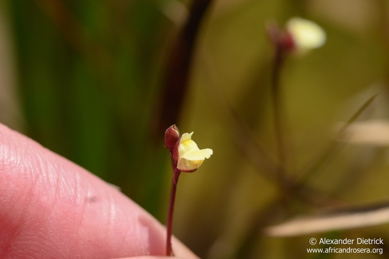Utricularia appendiculata photo 4