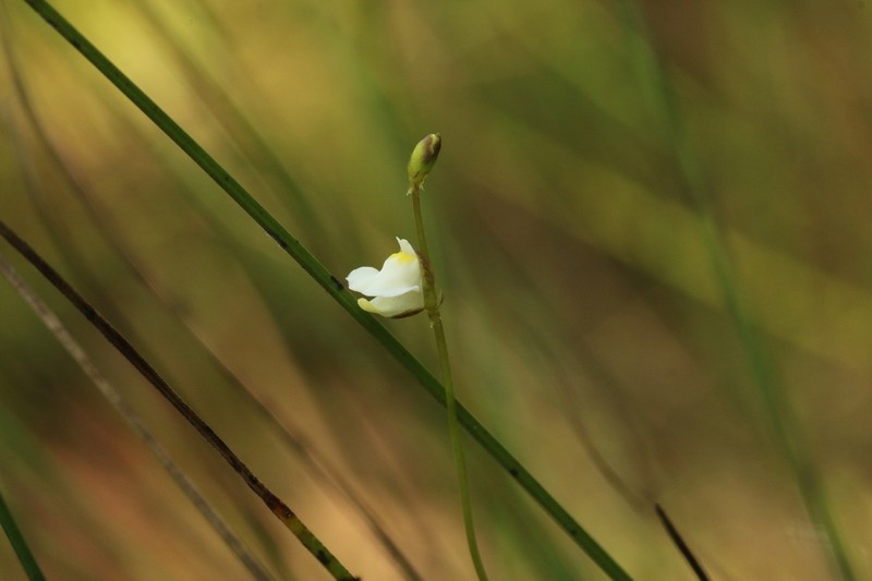 Utricularia appendiculata photo 5