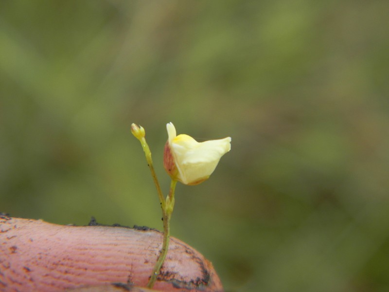 Utricularia appendiculata photo 6
