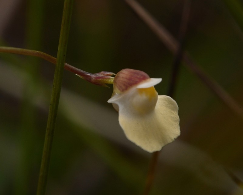 Utricularia appendiculata photo 7