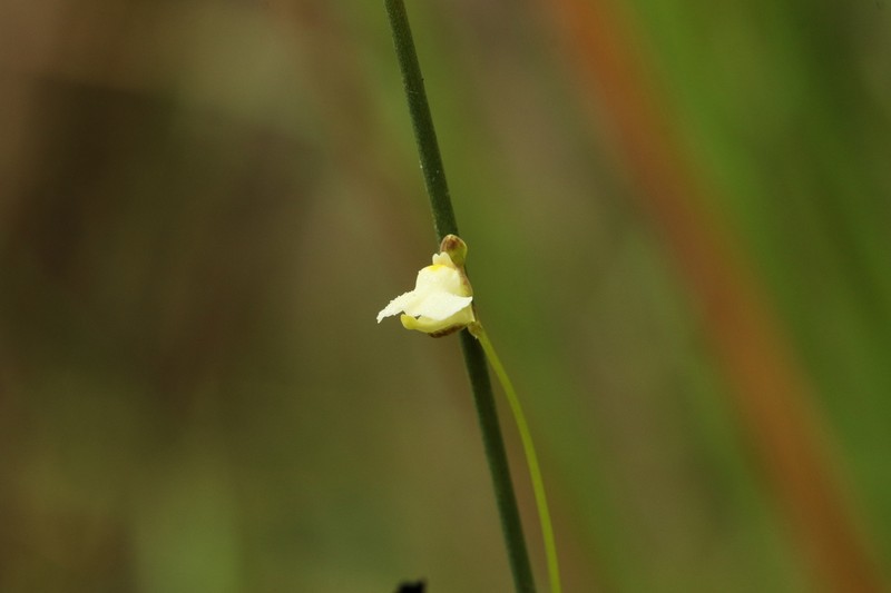 Utricularia appendiculata photo 8