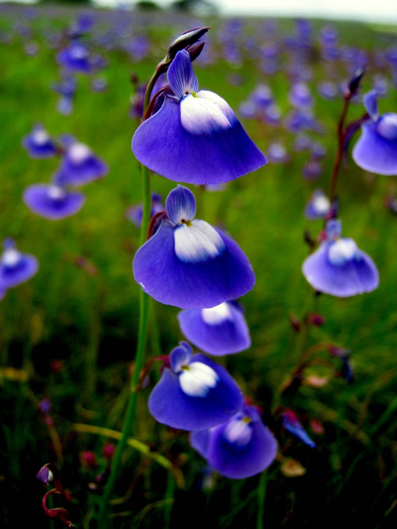 Utricularia arcuata