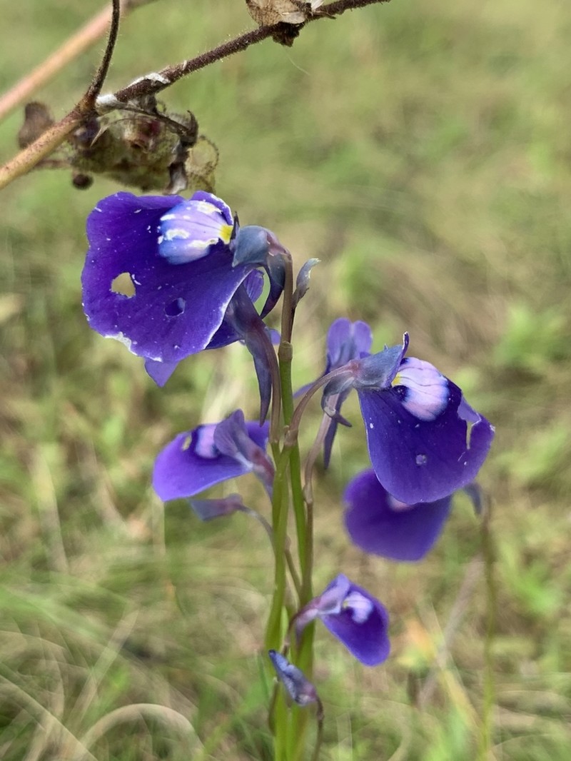 Utricularia arcuata photo 2