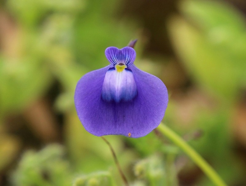Utricularia arcuata photo 3