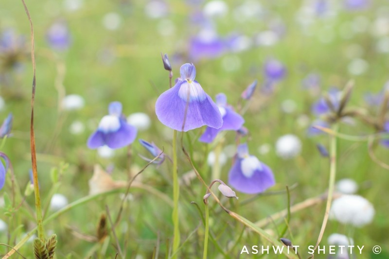Utricularia arcuata photo 4