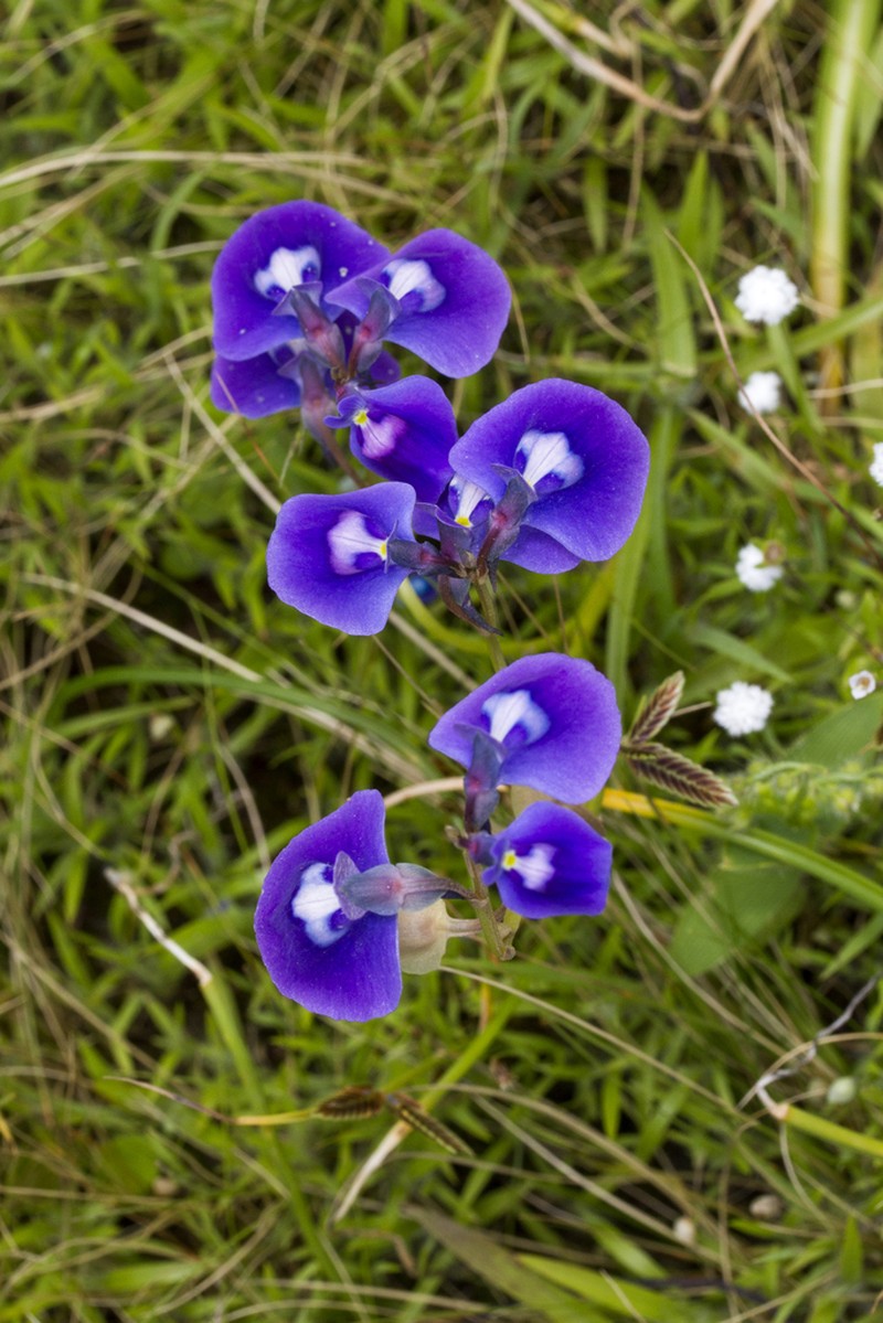 Utricularia arcuata photo 5