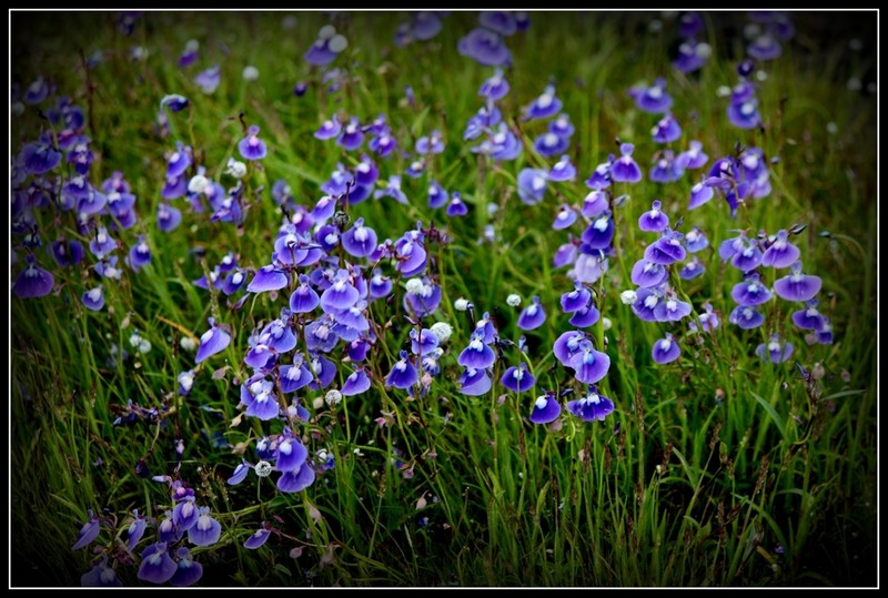 Utricularia arcuata photo 6