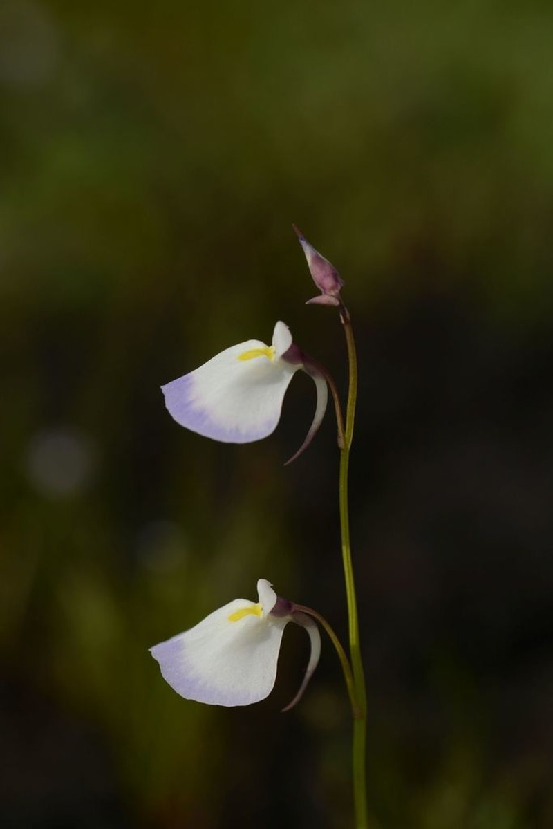 Utricularia arcuata photo 7