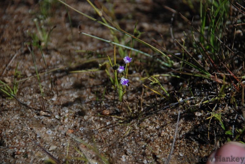 Utricularia arenaria photo 2