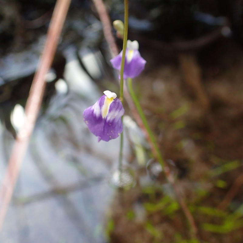 Utricularia arenaria photo 3