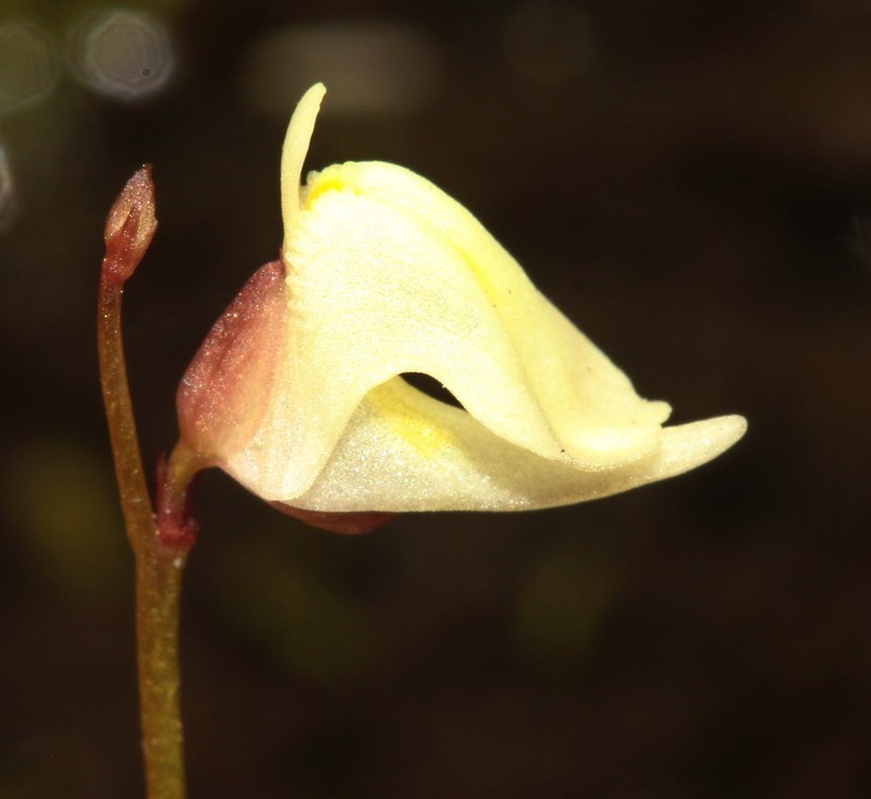 Utricularia arenaria photo 4