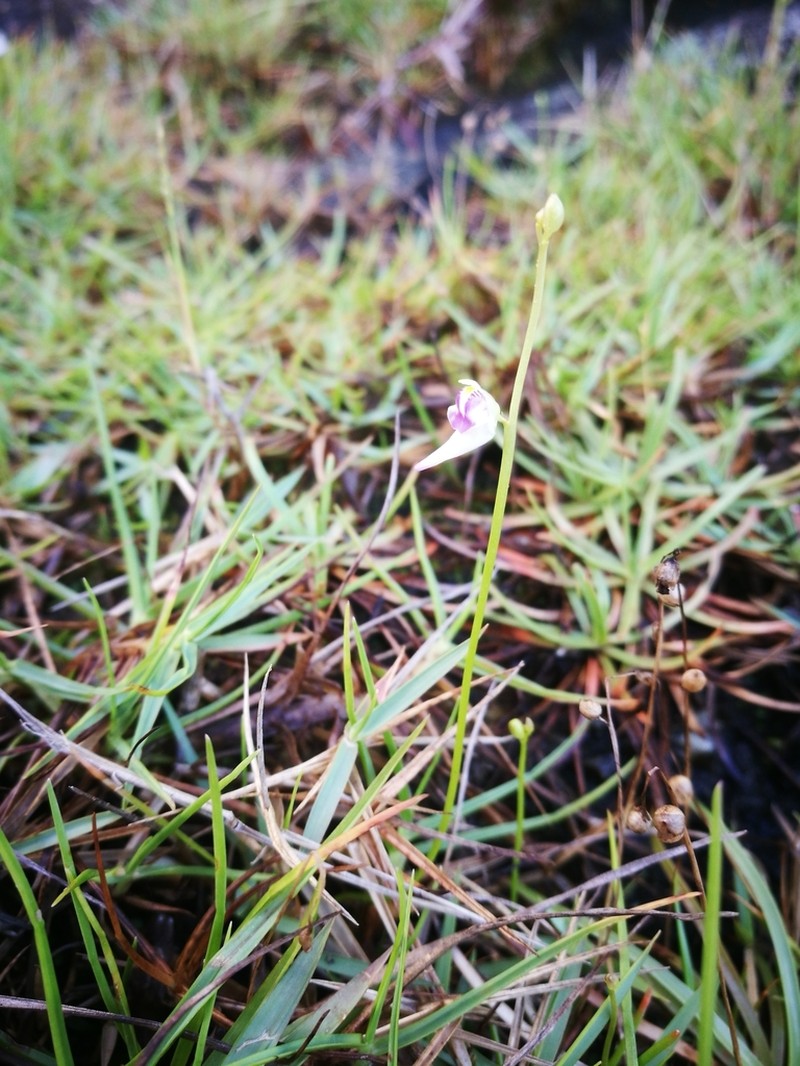 Utricularia arenaria photo 5