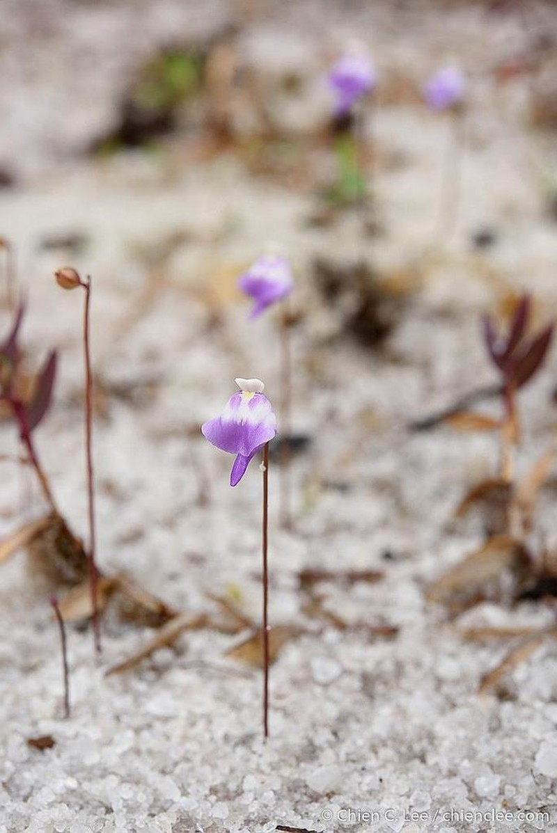 Utricularia arenaria photo 6