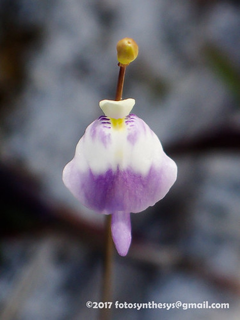 Utricularia arenaria photo 7